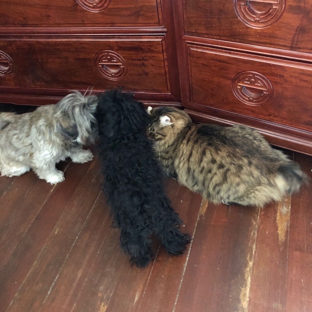 Meet your Posher, Karen p